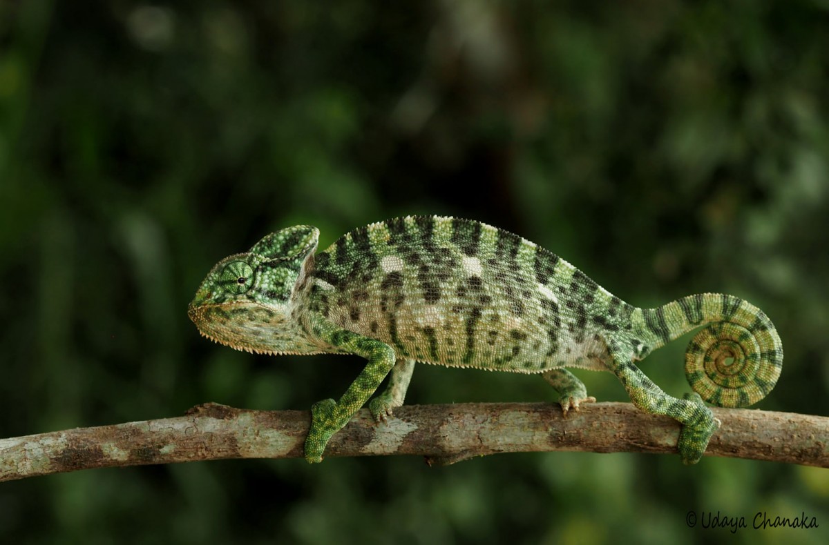 Chameleonidae